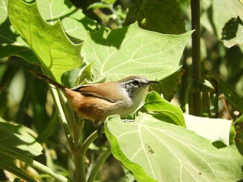 Image of Cabanis's Wren