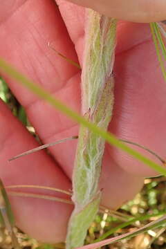 Image of Helichrysum adenocarpum DC.