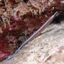 Image of Sawtooth pipefish