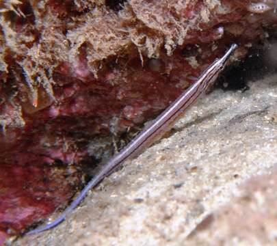 Image of Sawtooth pipefish