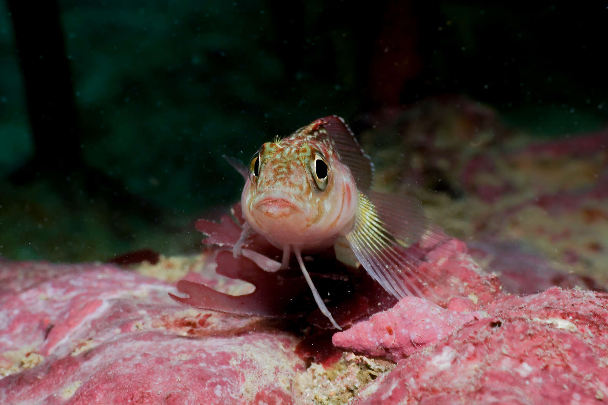 Image of Striped Triplefin