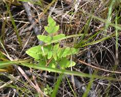 Image of bluntlobe grapefern