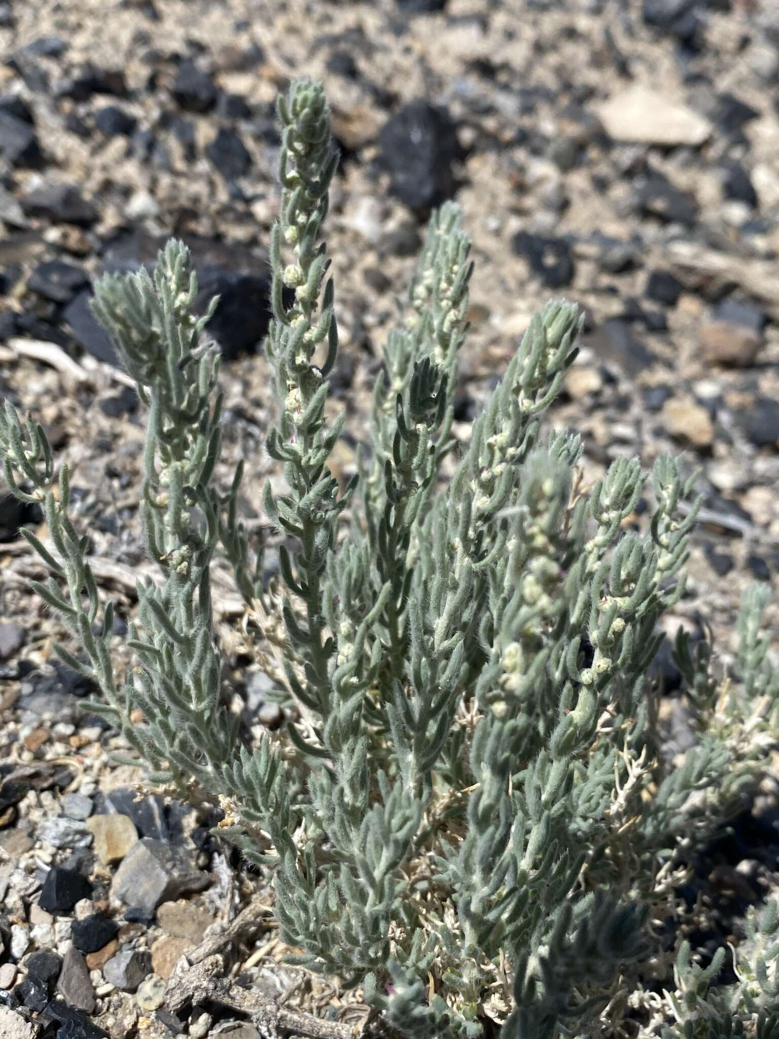 Plancia ëd Neokochia americana (S. Watson) G. L. Chu & S. C. Sand.