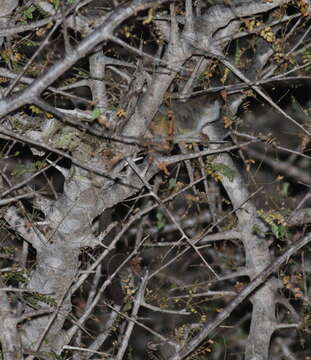 Image of Senegal Bushbaby