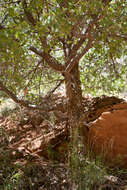 Quercus undulata Torr. resmi