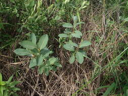 Image of bog willow