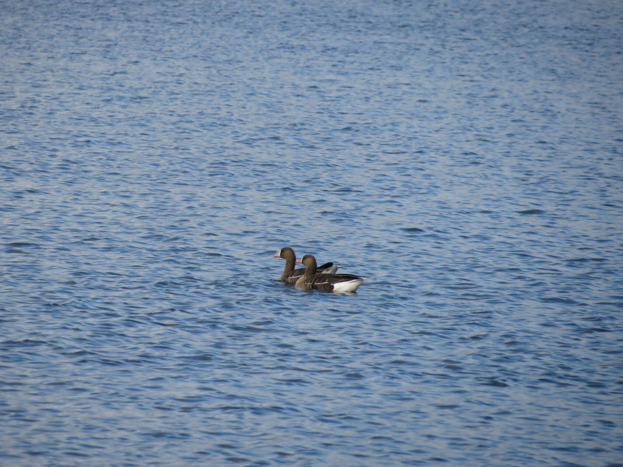 Image of Eurasian White-fronted Goose