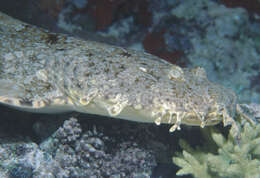 Image of Ornate Wobbegong