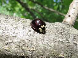 Image of Fifteen-spotted Lady Beetle