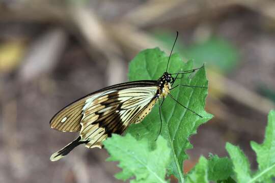 Image of <i>Papilio dardanus tibullus</i>