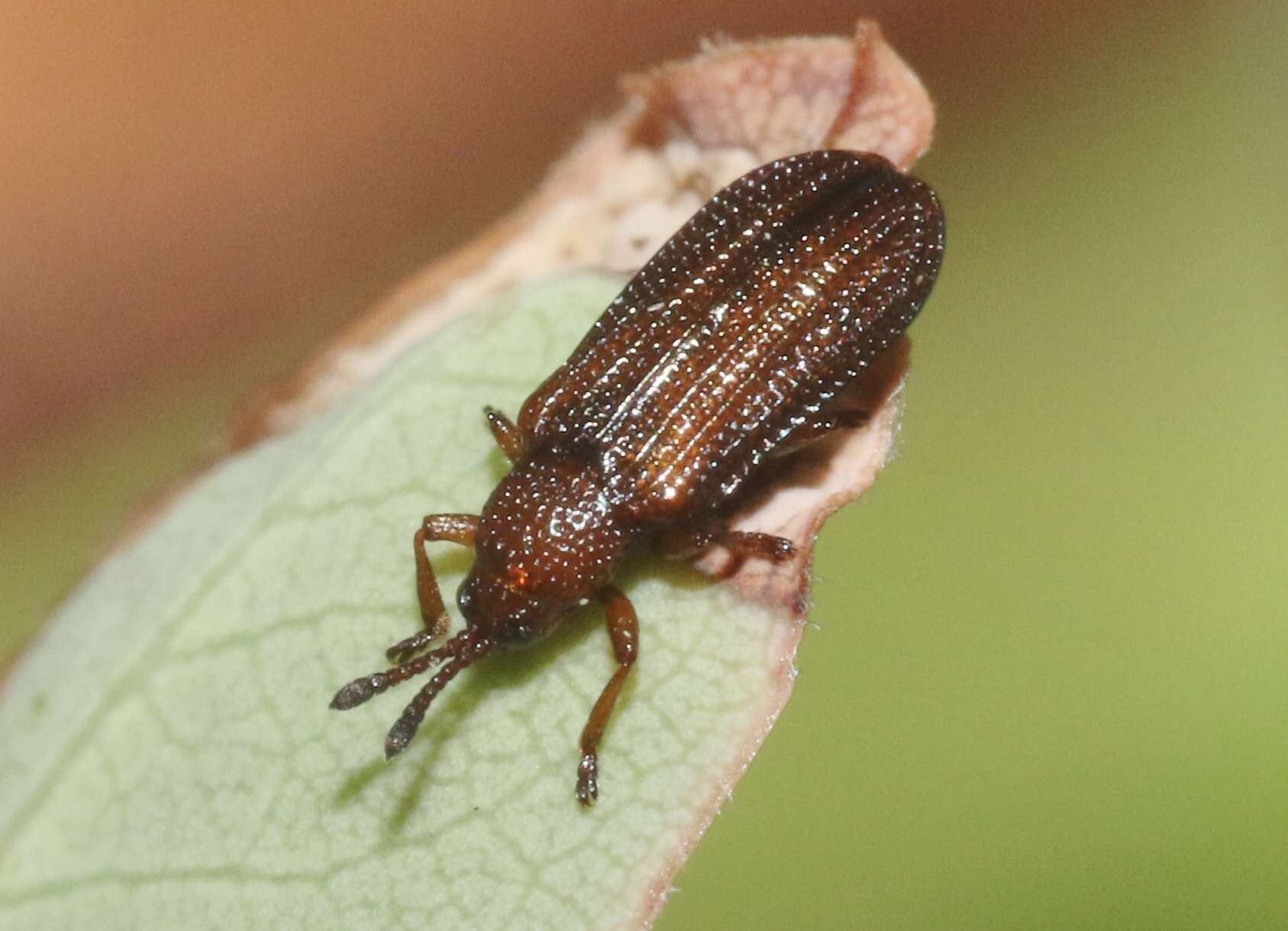 Imagem de Glyphuroplata uniformis (Smith 1885)