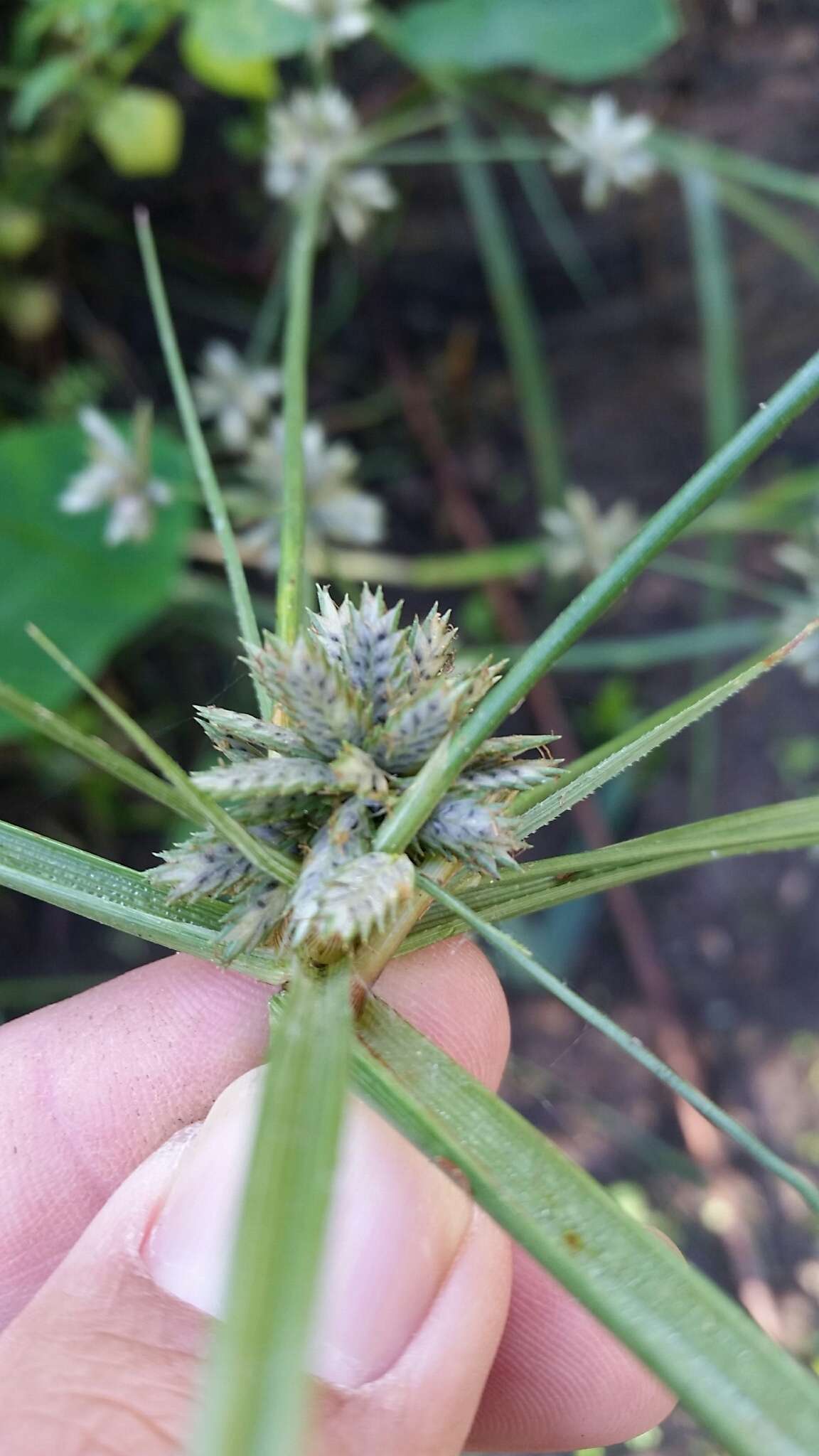 Imagem de Cyperus elegans L.