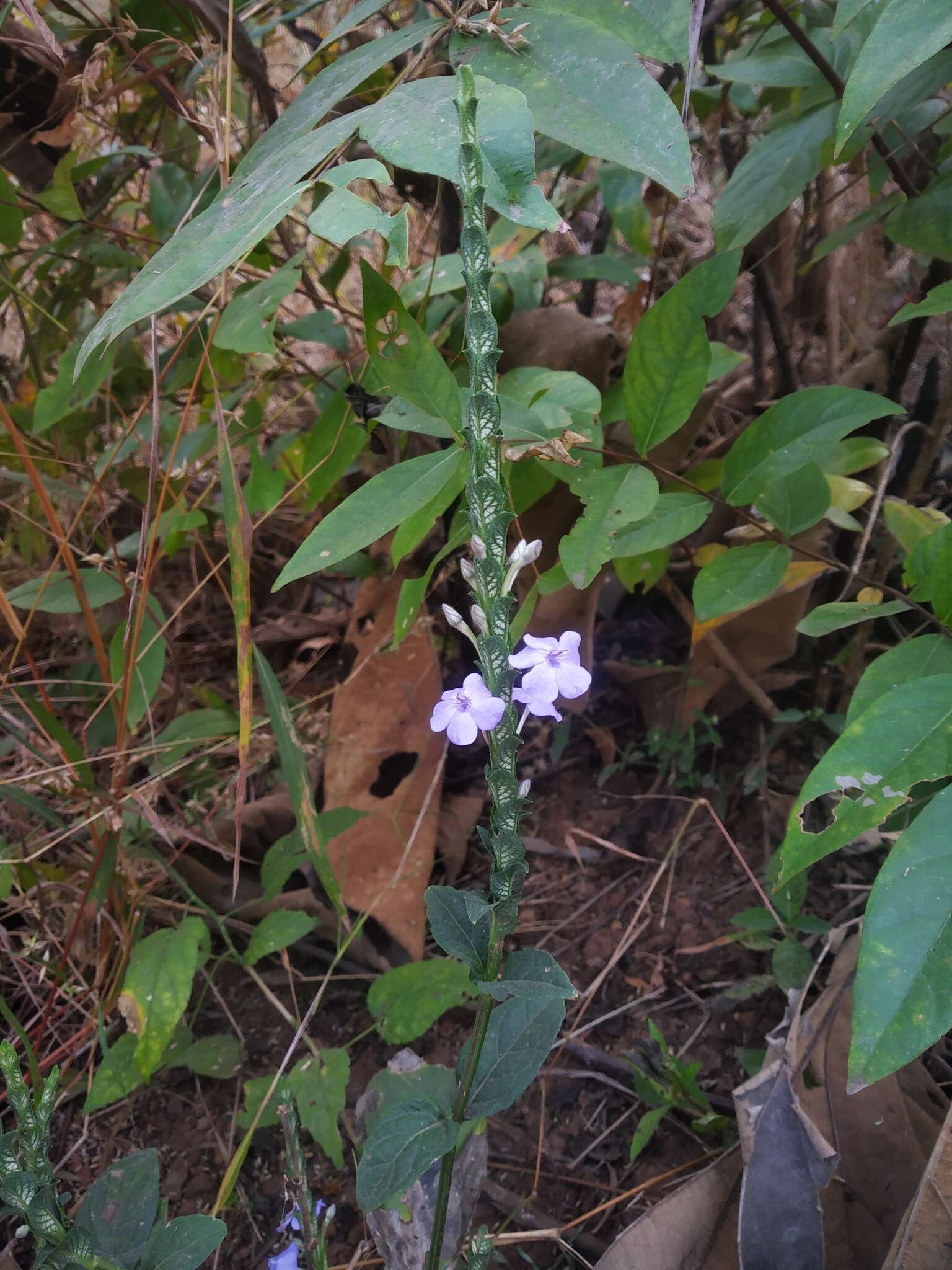 Eranthemum roseum (Vahl) R. Br. resmi