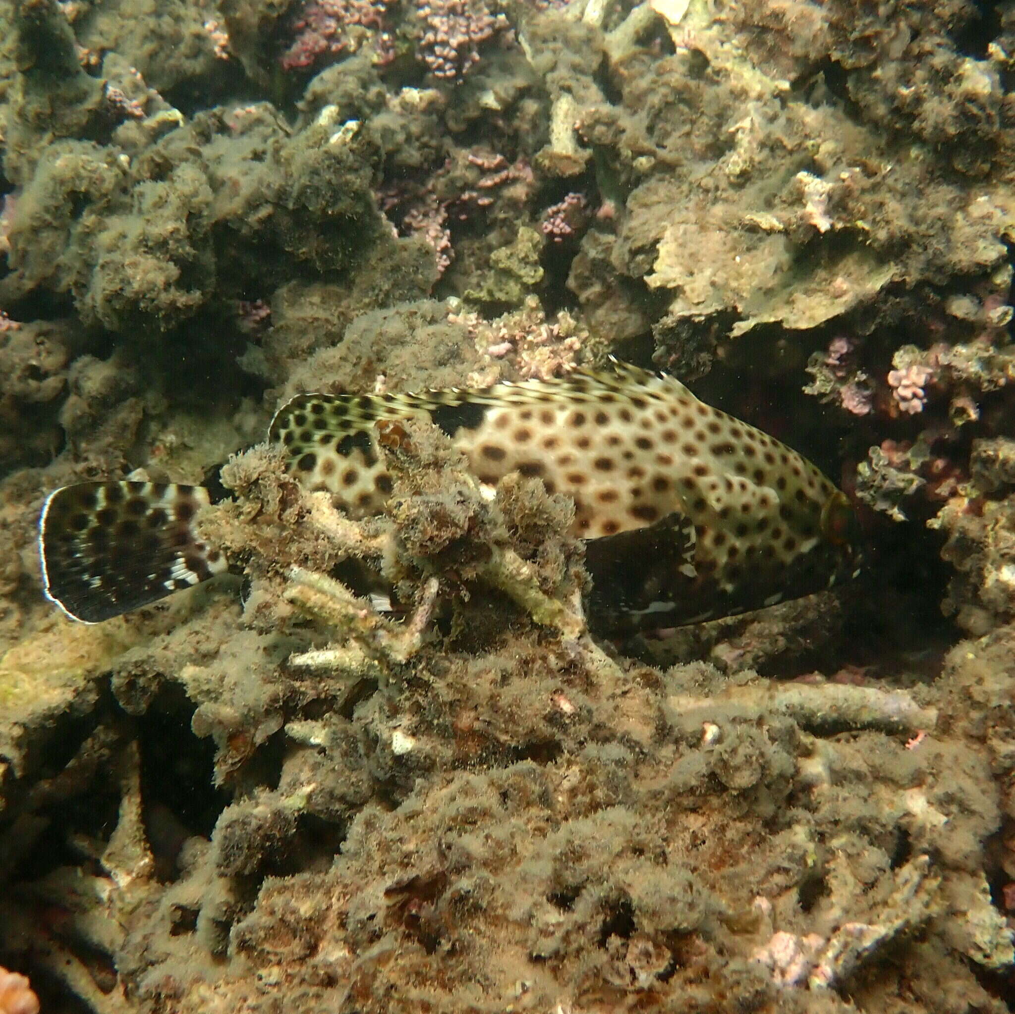 Image of Blacksaddle grouper