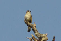 Image of <i>Pycnonotus flavescens leucops</i> (Sharpe 1888)