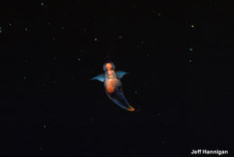 Image of Sea Angel