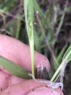 Plancia ëd Panicum acuminatum var. acuminatum