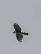 Image of Black Sparrowhawk