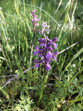 Image of Anacamptis morio subsp. morio