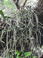 Image of Rhipsalis baccifera subsp. mauritiana (DC.) Barthlott