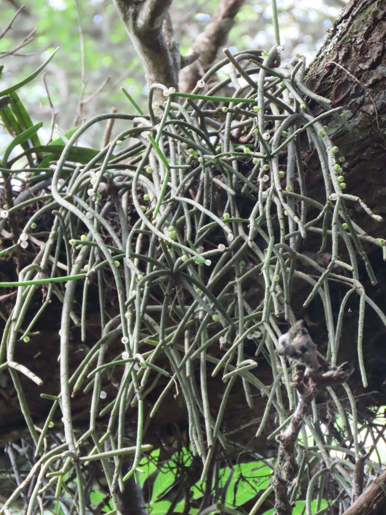 Слика од Rhipsalis baccifera subsp. mauritiana (DC.) Barthlott