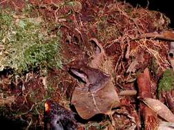 Image of Izabal robber frog