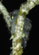 Image of Black-banded Owl