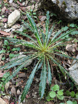 Image of Ptilostemon casabonae (L.) Greuter