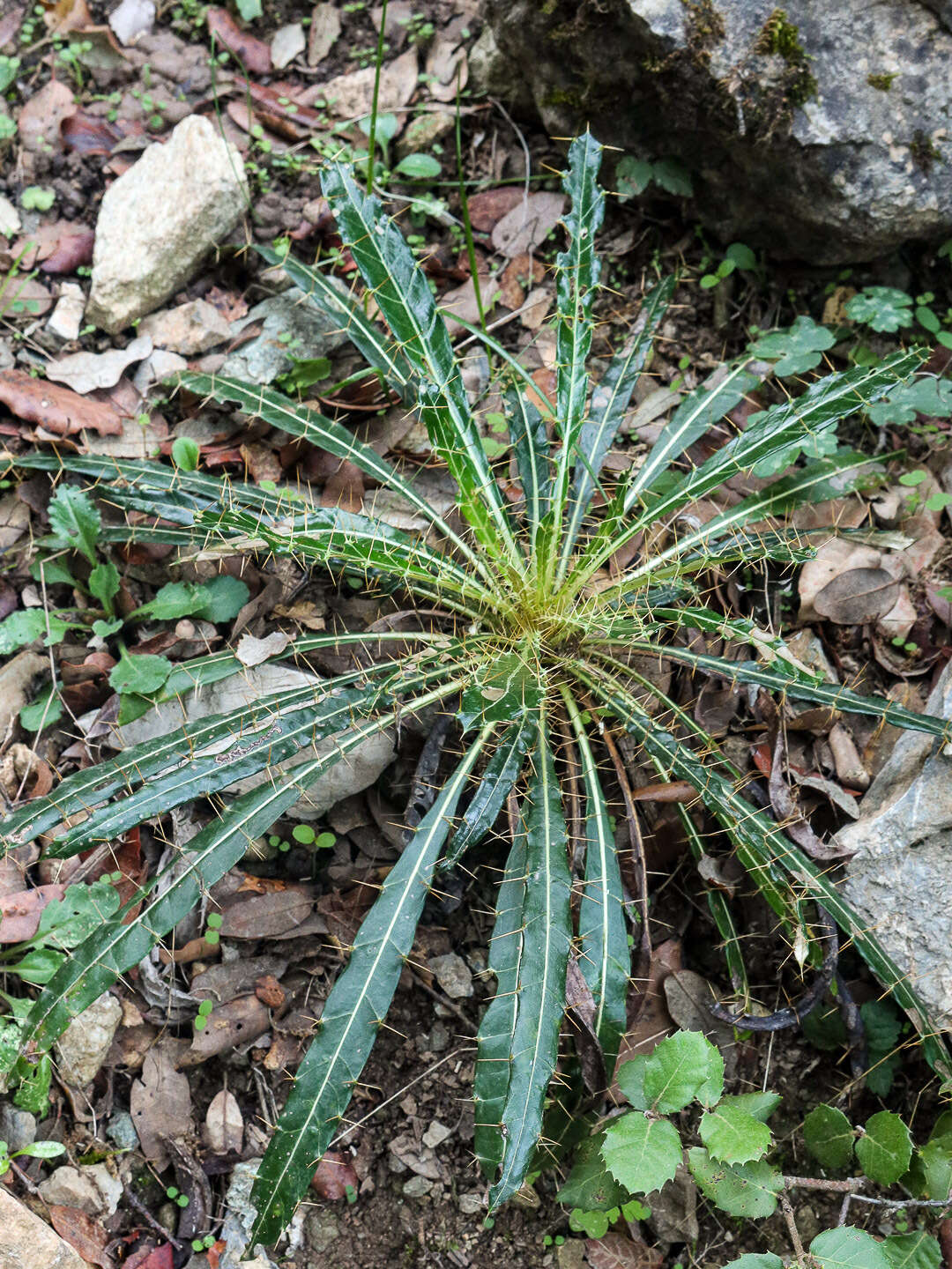 Image de Ptilostemon casabonae (L.) Greuter