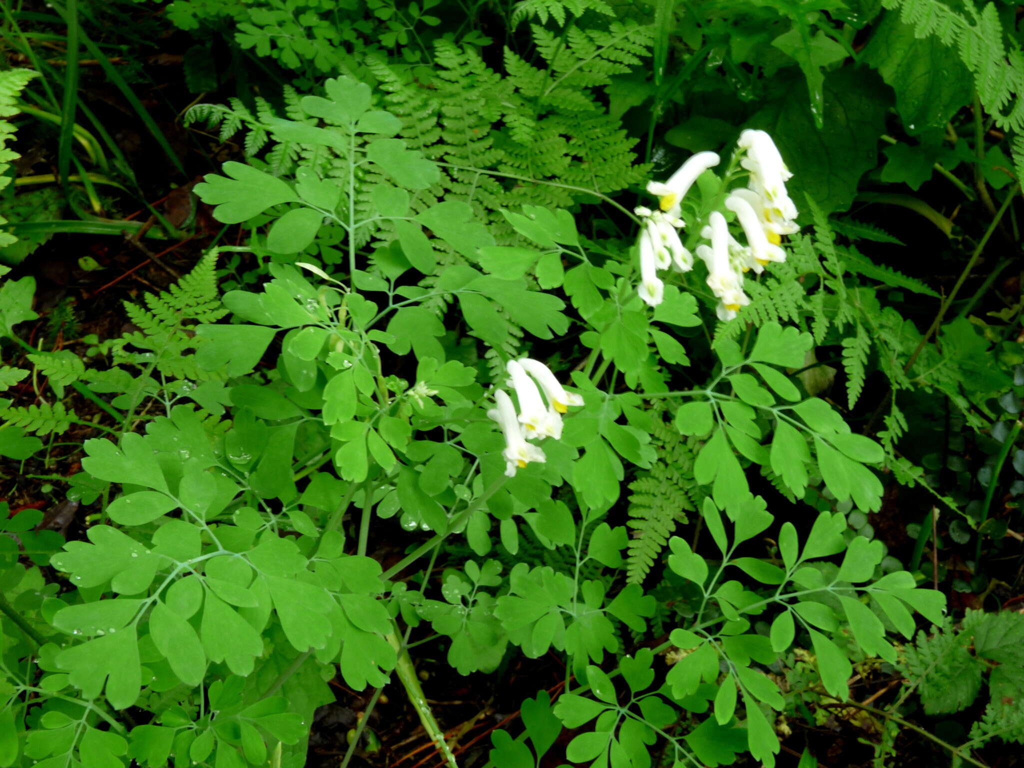 Image of pale corydalis