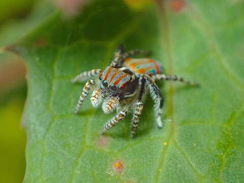 Image of Maratus tasmanicus Otto & Hill 2013