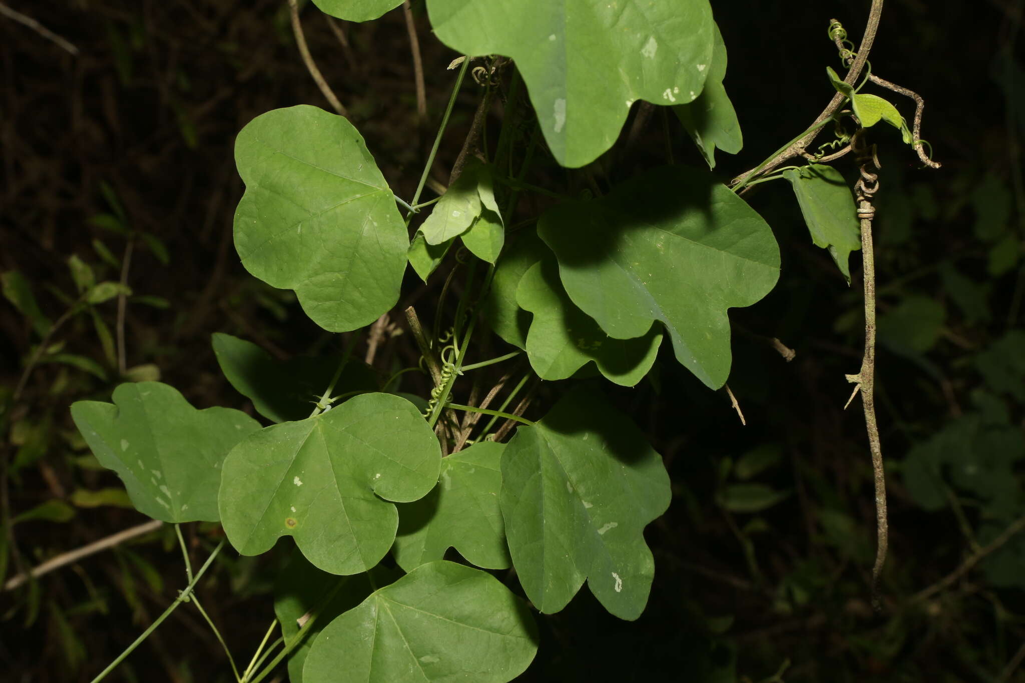 Image of slender passionflower