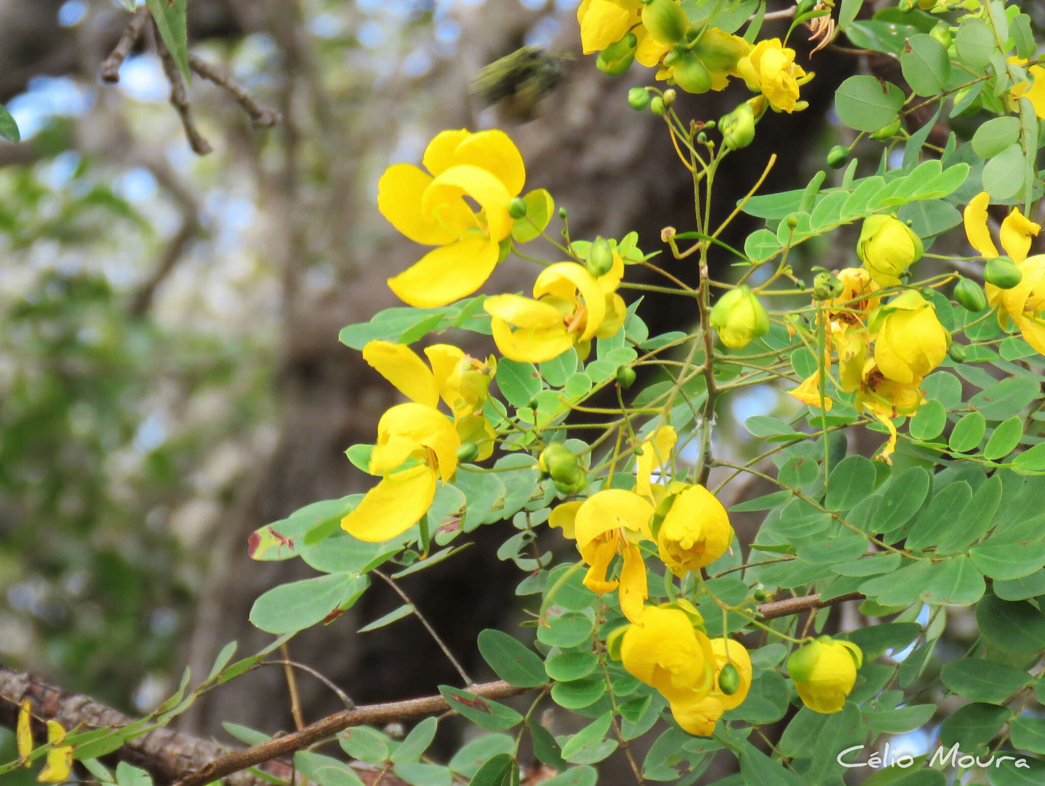 Слика од Senna trachypus (Benth.) H. S. Irwin & Barneby