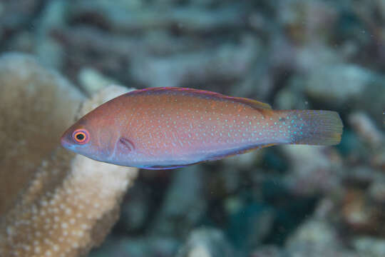 Image of Purple fairy-wrasse