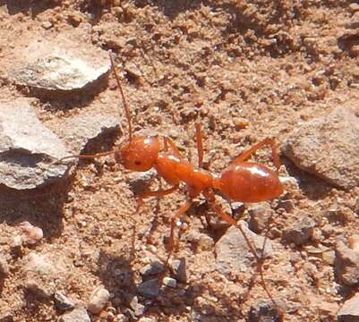 Imagem de Melophorus bagoti Lubbock 1883