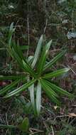 Image of Podocarpus madagascariensis Baker