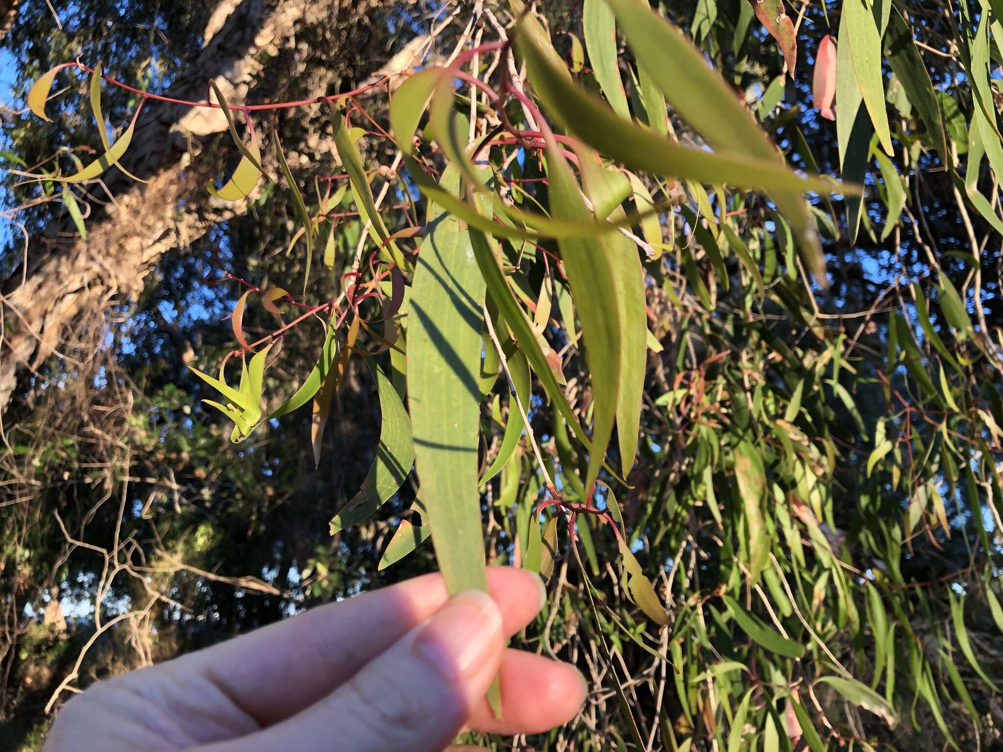 Image of Melaleuca leucadendra (L.) L.