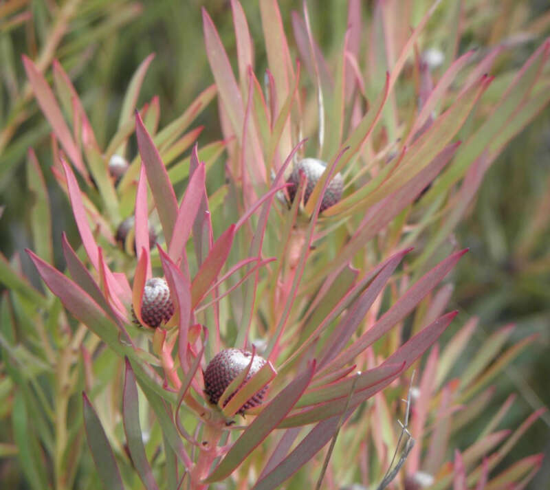 Image of Common Sunshine Conebush