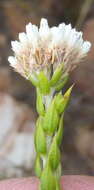 Image of Metalasia pulcherrima pallescens (Harv.) Karis
