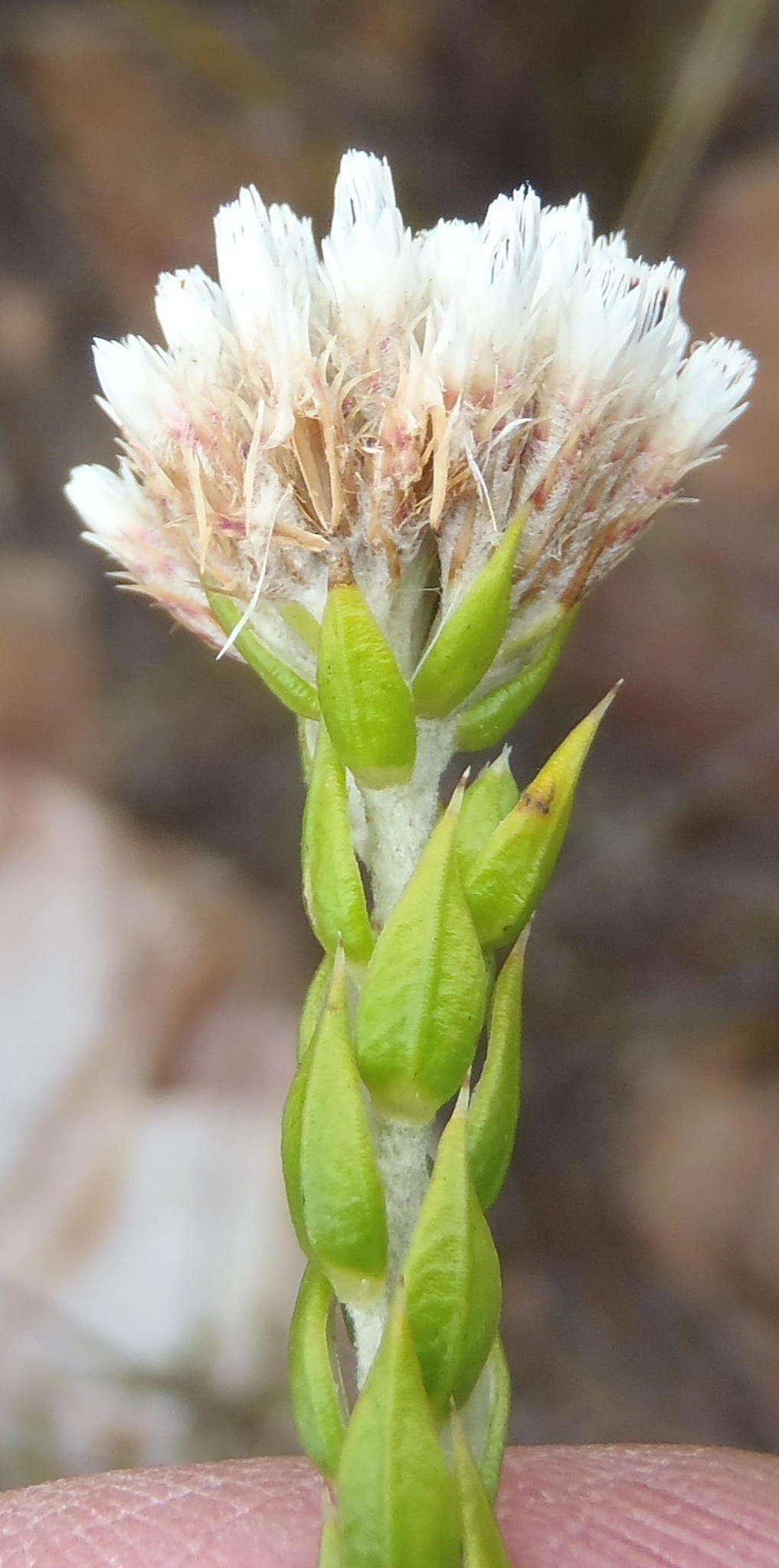 Image of Metalasia pulcherrima pallescens (Harv.) Karis