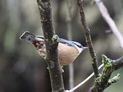 Image of Eurasian Nuthatch