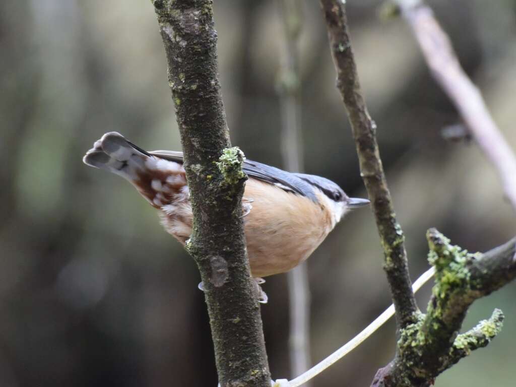 Image of Eurasian Nuthatch