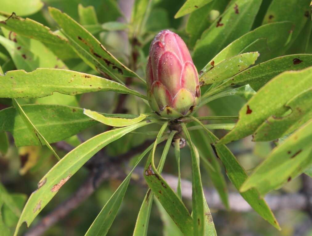 Image of Protea petiolaris subsp. petiolaris