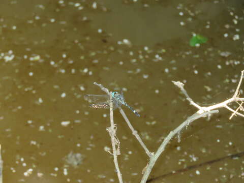 Imagem de Notiothemis Ris 1919