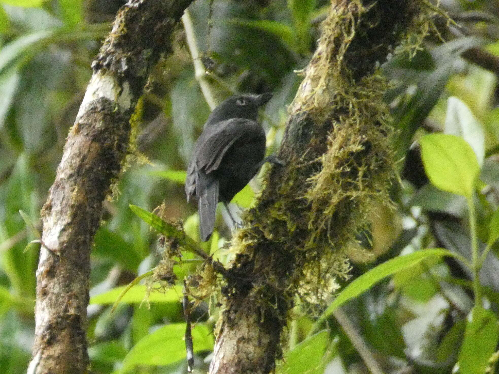 Imagem de Thamnophilus unicolor (Sclater & PL 1859)