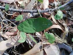 Image of Pentapeltis peltigera (Hook.) Bunge