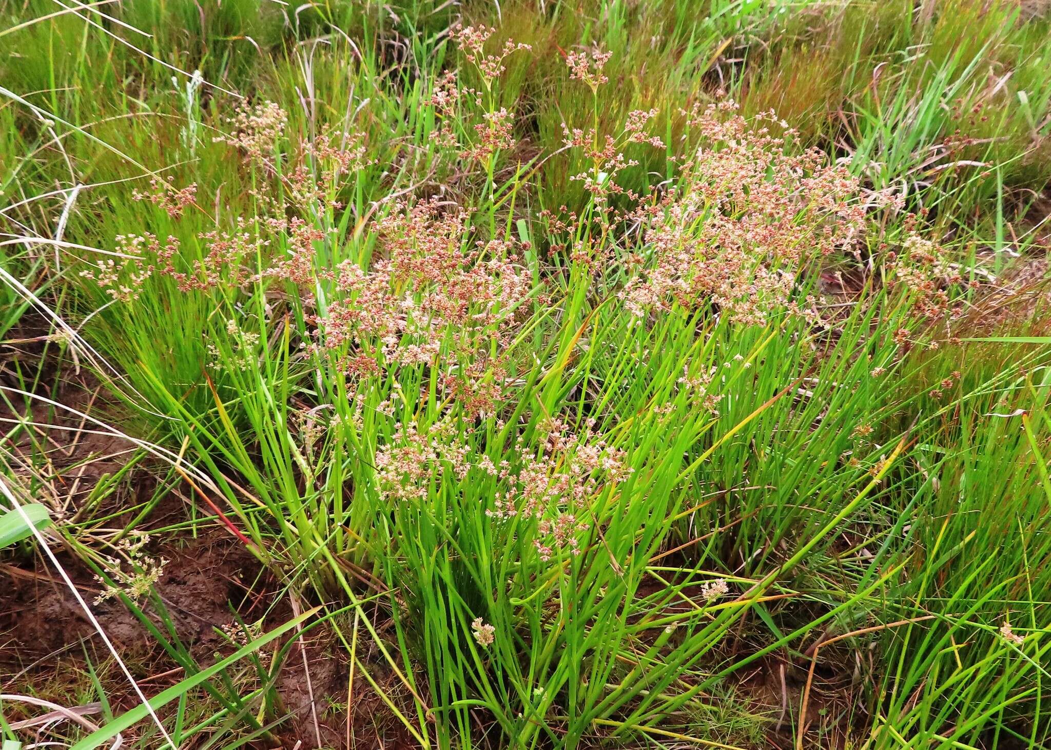 Image of Juncus oxycarpus E. Meyer ex Kunth