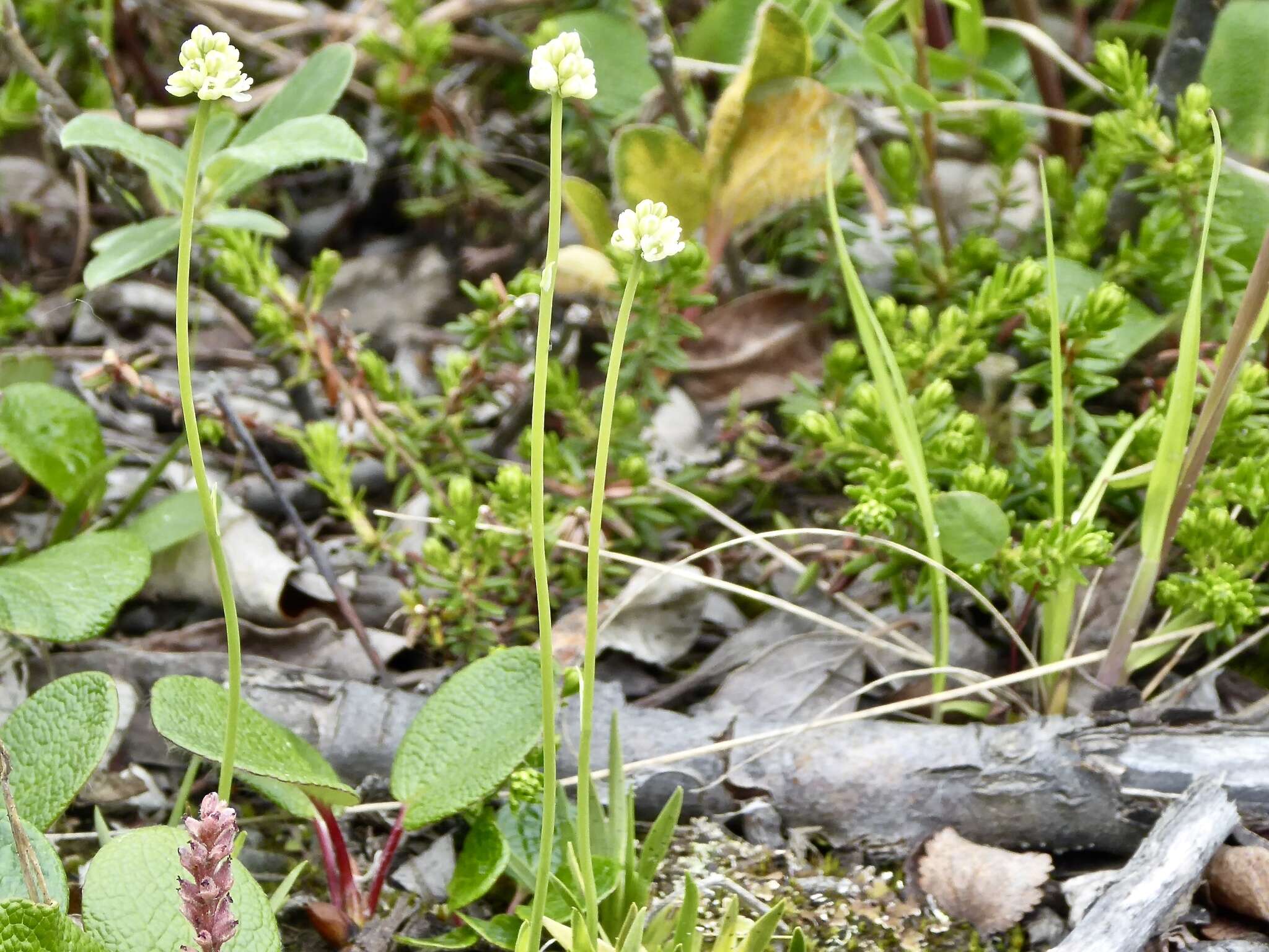 Image of Scotch false asphodel