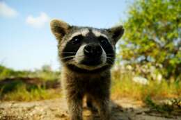 Image of Cozumel Island Raccoon