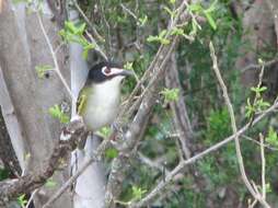 Слика од Vireo atricapilla Woodhouse 1852